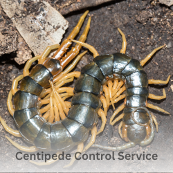 Centipede Control
